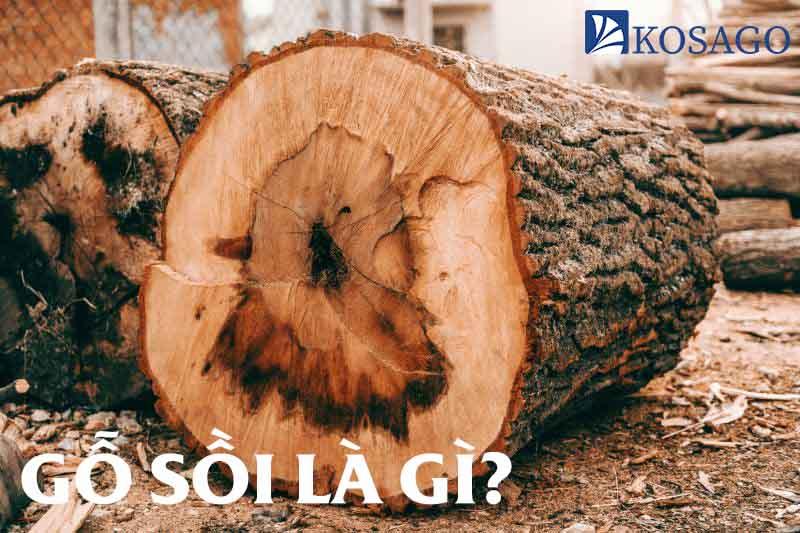 gỗ sồi tự nhiên là gì