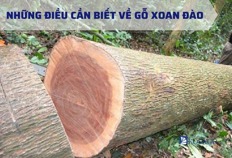 Các thông tin chi tiết về gỗ xoan đào