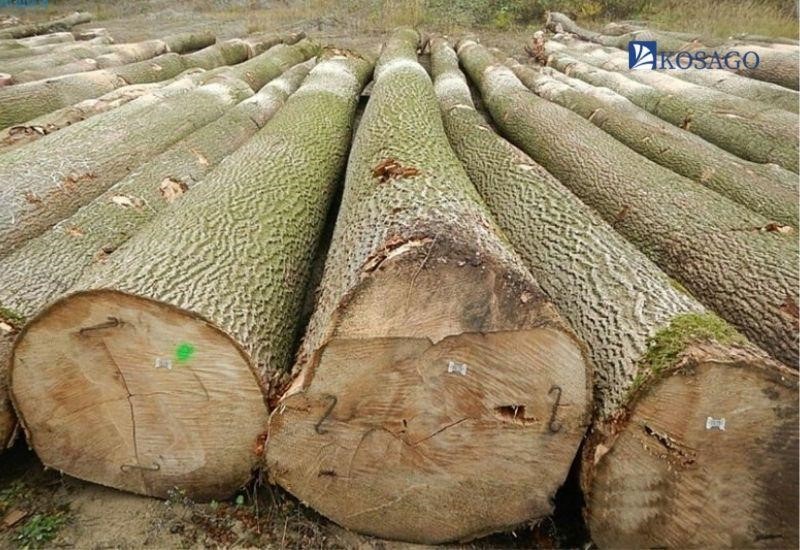 đặc điểm của gỗ tần bì